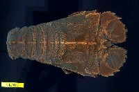 藏品(東方扁蝦)的圖片